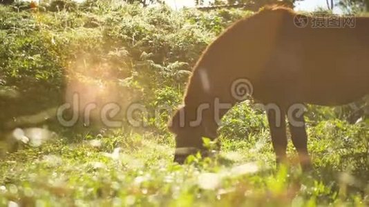 围绕着美丽的、强大的深棕色种马，站在草地上，在令人惊叹的金色夕阳下放牧视频