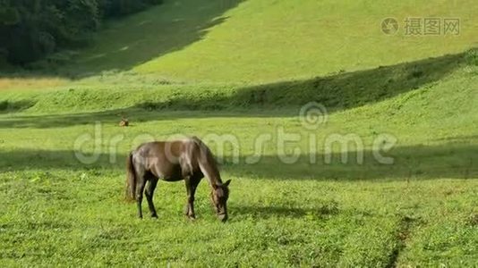 围绕着美丽的、强大的深棕色种马，站在草地上，在令人惊叹的金色夕阳下放牧视频