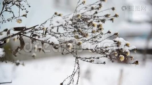 杂草丛生，积雪覆盖视频