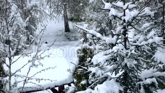 冬天，冷杉被雪覆盖。慢动作视频