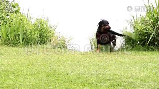 狗从湖里拿了根棍子视频