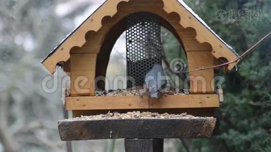 冬季在鸟类饲养器上使用的木材NuthatchSittaEuropaea。 鸟饲料厂视频