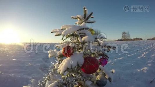 美丽的白雪皑皑的新年圣诞树和日落视频