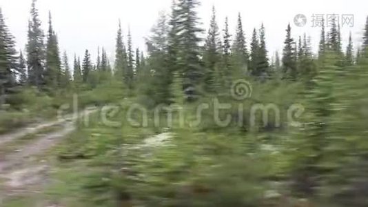 从车上看到森林视频
