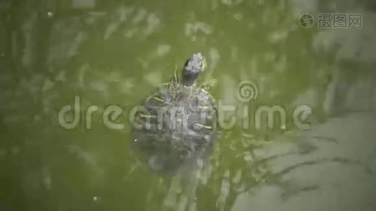 泥龟浮出水面视频