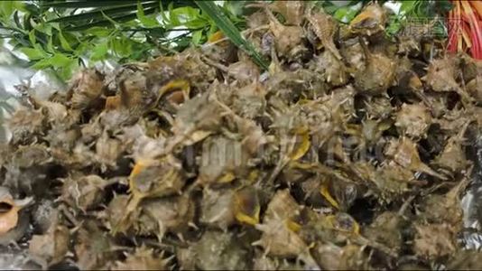 海鲜市场的Saang蜘蛛壳视频