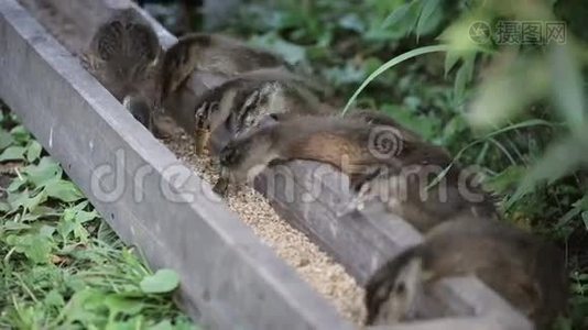 许多小鸭子吃特殊盒子里的食物。有水禽的农场或动物园。视频