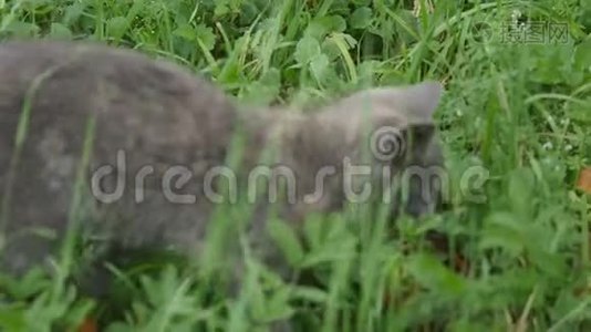 可爱的灰色小猫在花园里散步视频