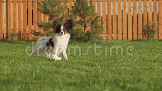 帕皮龙大陆玩具斯皮尔小狗走在绿色草坪股票视频视频