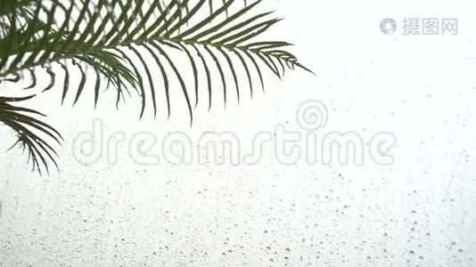 雨后的水滴在树叶上，春天的树叶和雨滴视频