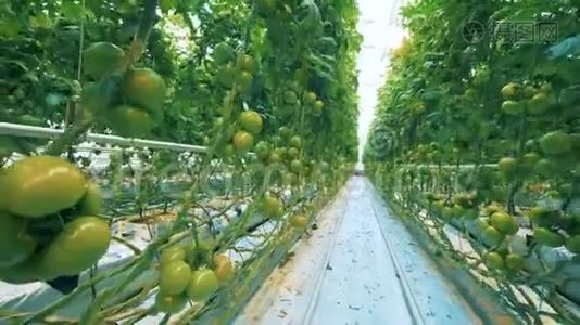 有番茄植物的大温室。视频