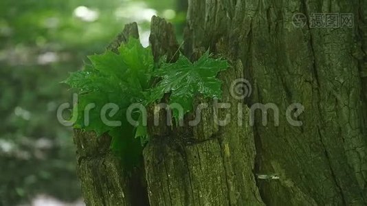 雨后枫树的绿叶湿了。 特写视频