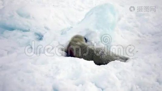 冰雪中寻找妈妈的新生海豹小学生视频