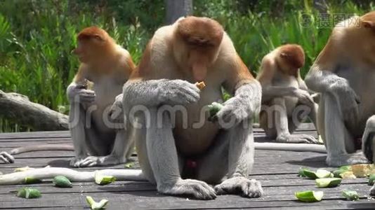 一组以喂食平台为食的猴. 濒危野生动物视频