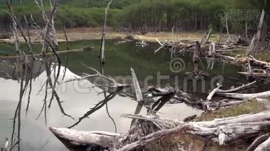 乌斯怀亚大坝池塘干树原木屋海狸。视频