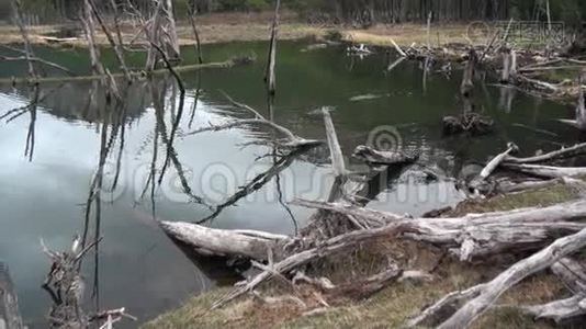 乌斯怀亚大坝池塘干树原木屋海狸。视频