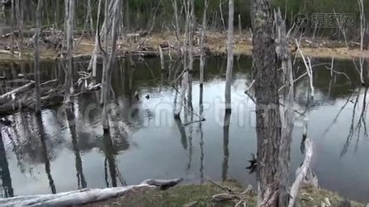 乌斯怀亚大坝池塘干树原木屋海狸。视频