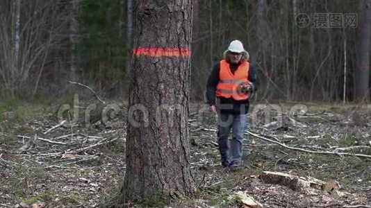 森林检查员与平板电脑接近最后一棵树的清晰砍伐森林视频