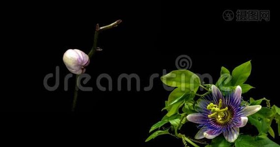 一个盛开的西番莲和兰花的集合，两个时间的拼贴画视频