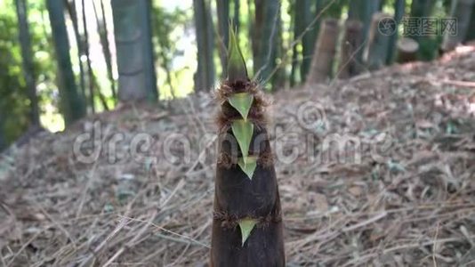 竹笋或竹芽或竹林视频