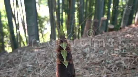 竹笋或竹芽或竹林视频