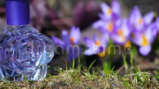 玻璃香水瓶春天番红花视频