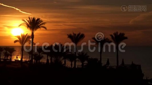 太阳从海面升起。 从棕榈树看风景视频