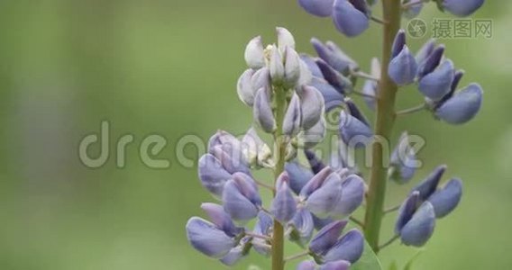 在森林里开花的羽扇豆视频