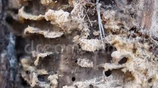 把老木头上的蚂蚁堆起来视频