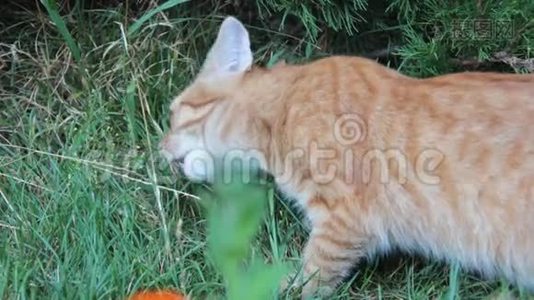 草地上的红猫草好奇的夏天视频