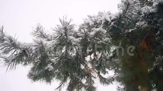 松枝与锥窝雪荡在风针叶冬林降雪的树林中..视频