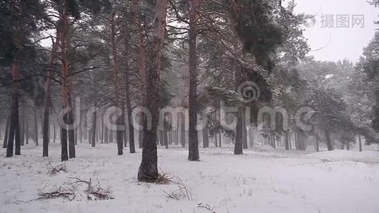 美丽的冬林白雪公主飘落的风摇摇树，圣诞节的雪林。视频