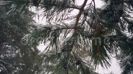 冬天的松林松枝在大雪的背景下迎风摇曳.视频