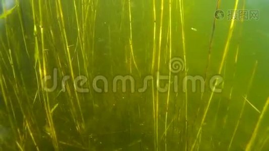 水下小型鱼类和植物视频