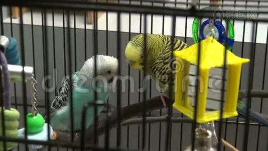 在笼子里互相挨着的鸟视频