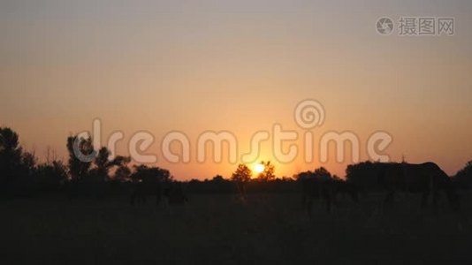 一群马在美丽的夕阳下在田野上放牧。 家畜在日出时放牧. 美丽的景色视频