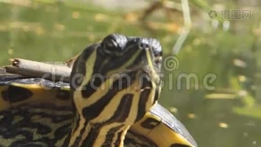 海龟池塘视频