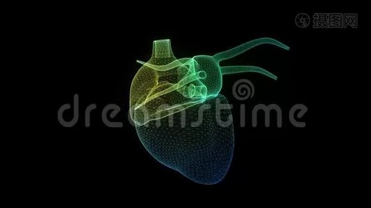 人的心脏形成从抽象的多边形线。 三维数字技术可视化。 虚拟模型，无缝环视频