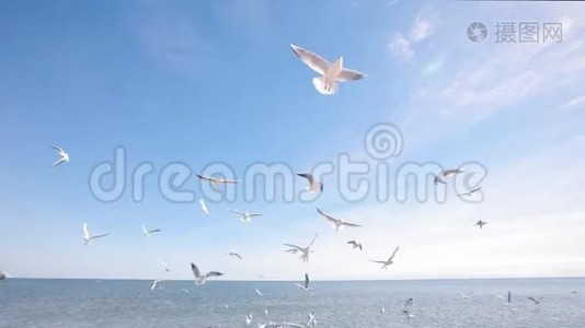 海鸥在飞翔中捕捉食物，一群海鸥从海滨的人那里捕捉食物视频