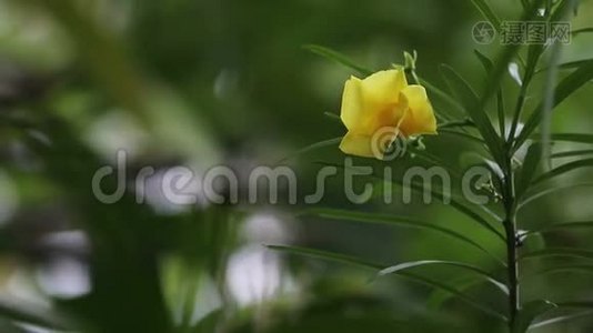 喇叭花，黄色坎帕尼拉，黄色夹竹桃，自然光下的幸运坚果视频