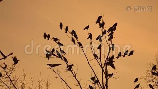 鸟儿在天空中盘旋，一群乌鸦落日橙色的轮廓。 秋天的乌鸦视频