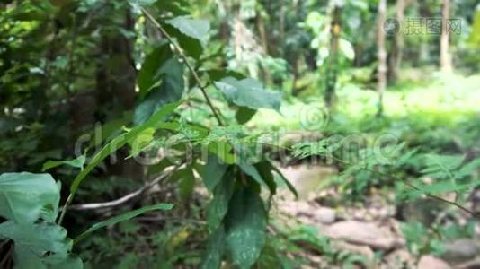 热带雨林中的男性旅行者徒步旅行。 高加索人生活方式活跃。 散焦射击视频
