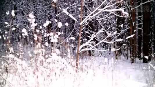 全景透过树枝在冬林中..视频