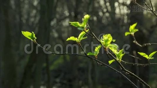 枝上有小叶子的绿芽特写视频