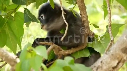 天然昂松国家公园绿叶间树枝上戴着可爱的眼镜叶叶猴视频