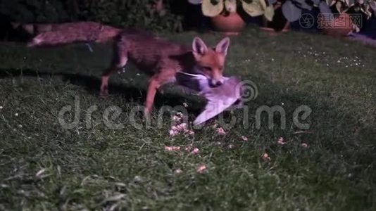 维森在花园里用死的野鸽子喂食。视频