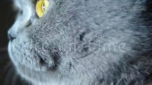 英国猫毛猫的嘴视频