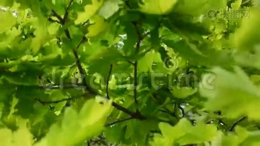 绿色的新鲜橡树叶在风中。 关闭静态相机。视频