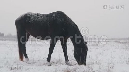 不同品种的马在冬天的雪场里吃草，它正在下雪视频