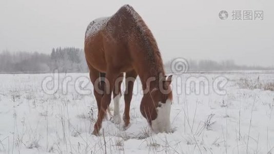 不同品种的马在冬天的雪场里吃草，它正在下雪视频